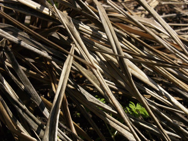 Frozen dianella, flax lily 