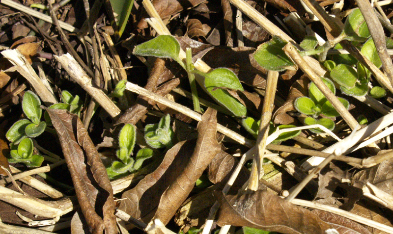 Dicliptera suberecta emerging after freeze