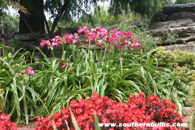 Crinum Ellen Bosanquet in garden