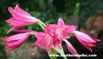 Crinum 'Ellen Bosanquet'