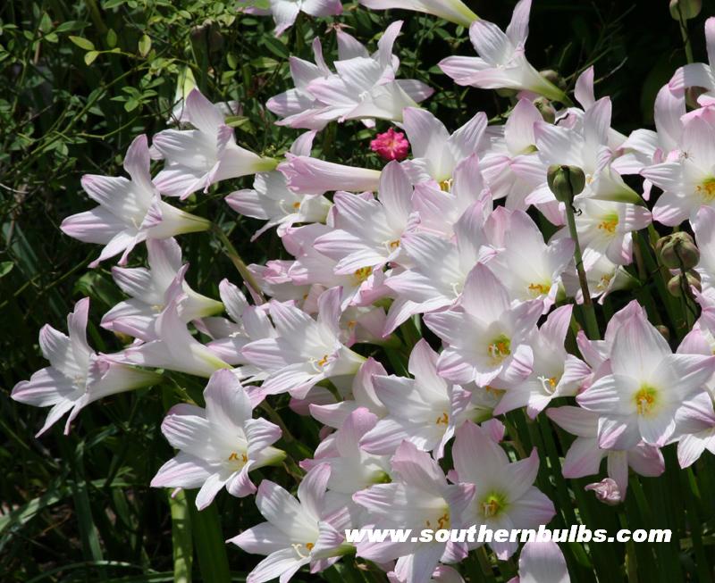 Rain lily 'Habranthus robustus'