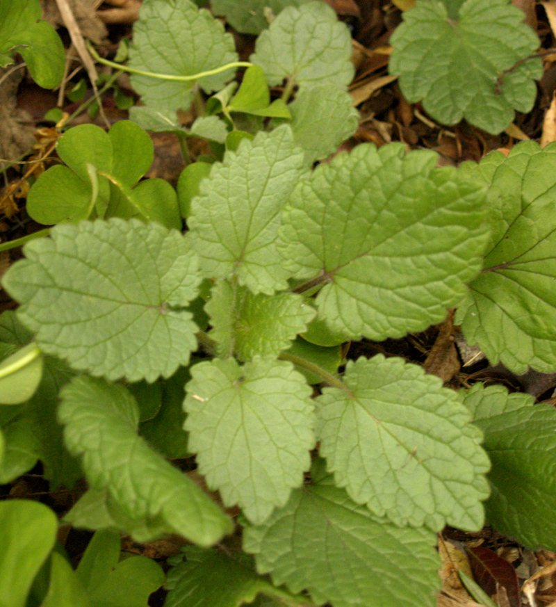 Heartleaf skullcap (Scutellaria ovata ssp. bracteata)