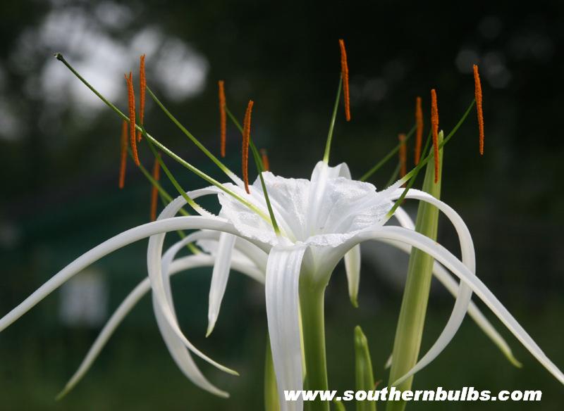 Hymenocallis 'Tropical Giant'