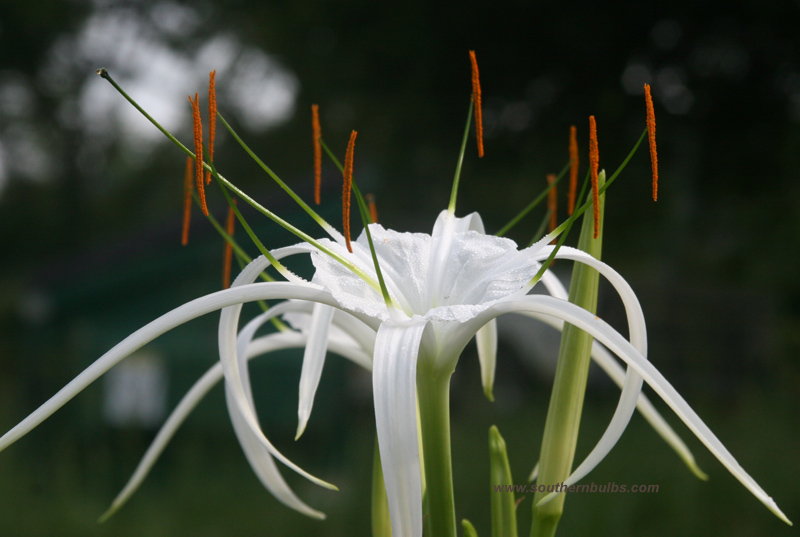Hymenocallis &lsquo;Tropical Giant&rsquo; | Central Texas Gardener