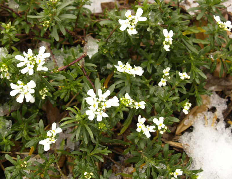 Iberis (candytuft) in snow Iberis (candytuft) in snow