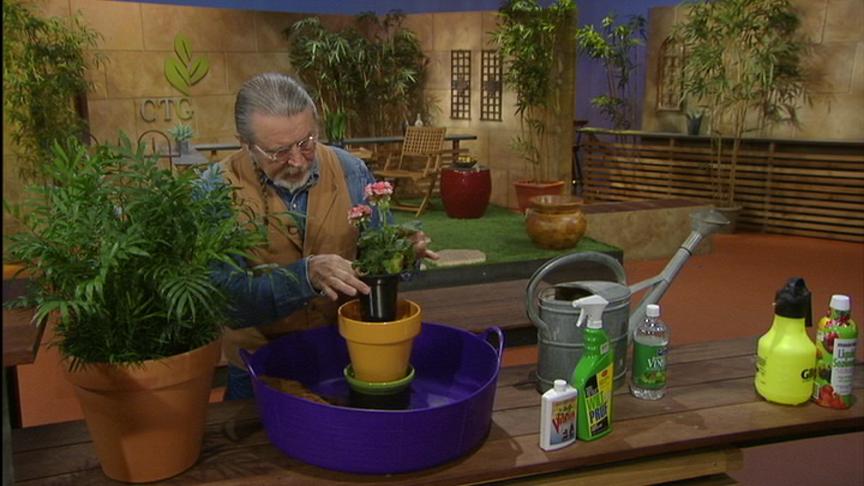 John Dromgoole container plant tips 