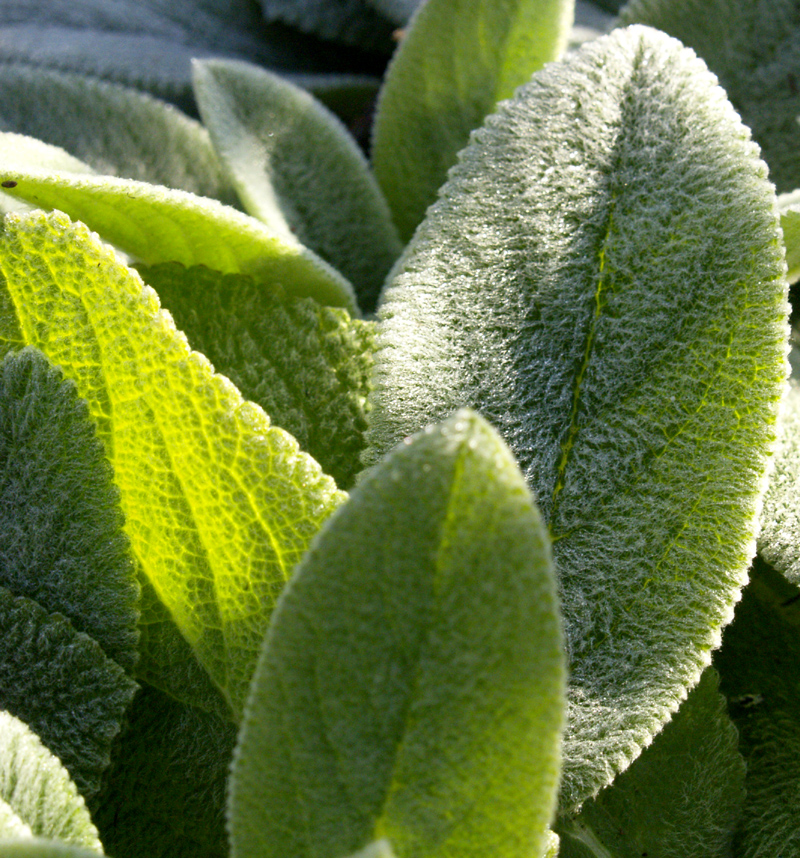 Helen Von Stein lambs ears