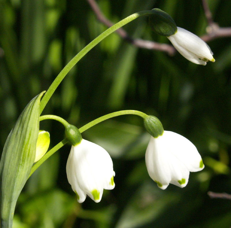 Leucojum flowers early spring 