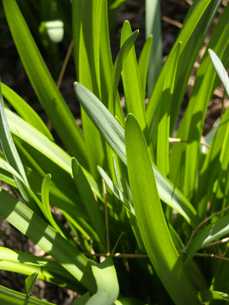 Leucojum foliage