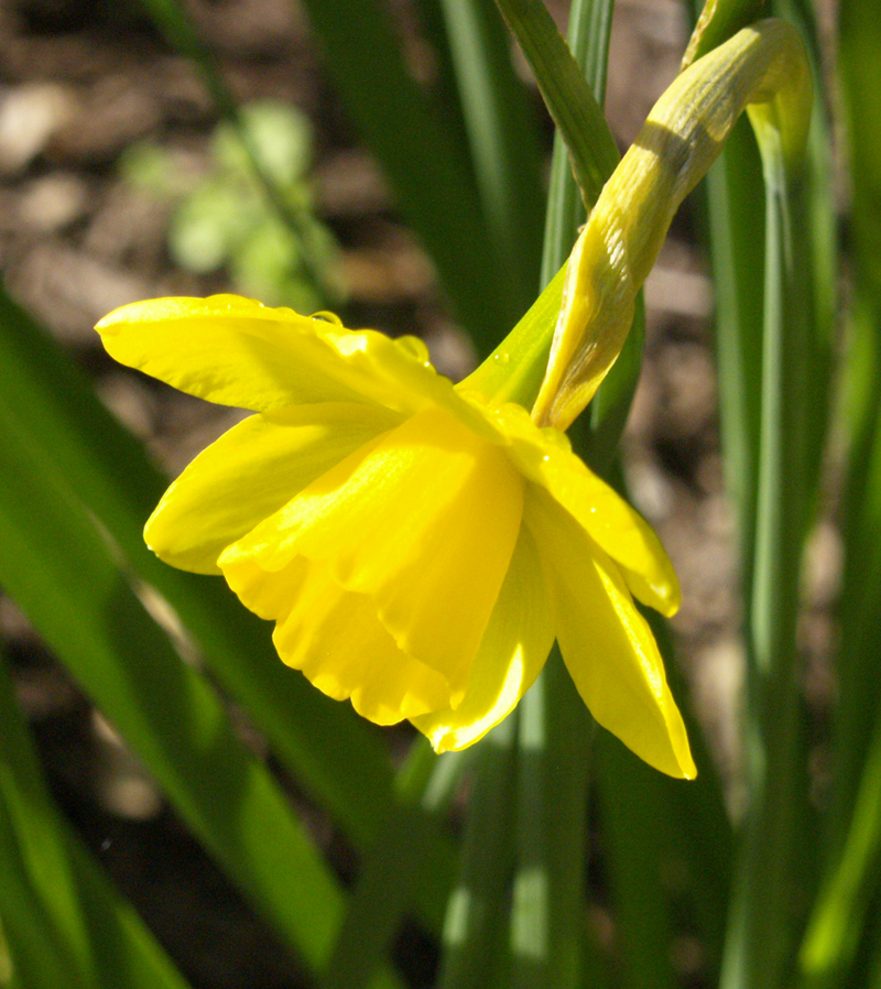 Narcissus 'Sweetness' Narcissus 'Sweetness'