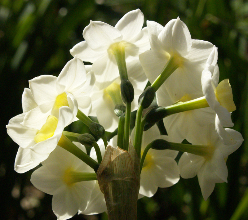 Narcissus 'Grand Primo' 