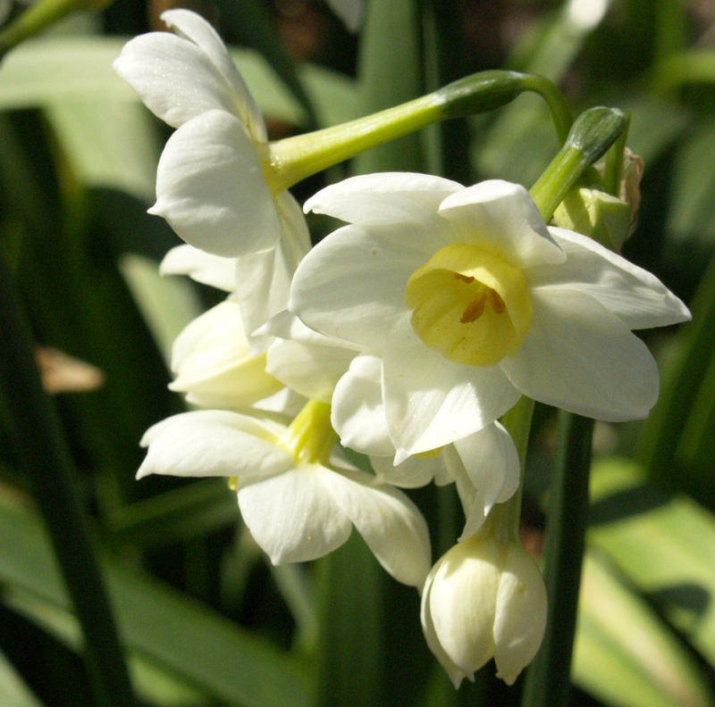 Narcissus