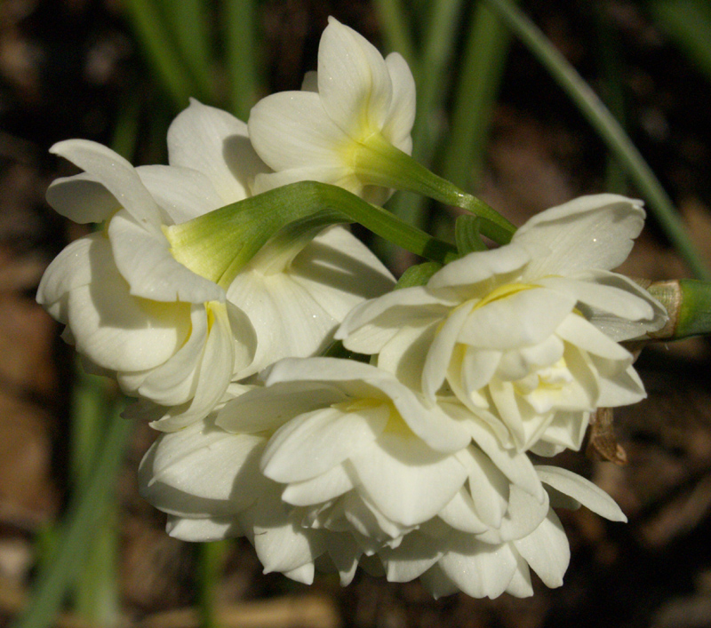 Narcissus 'Erlicheer'
