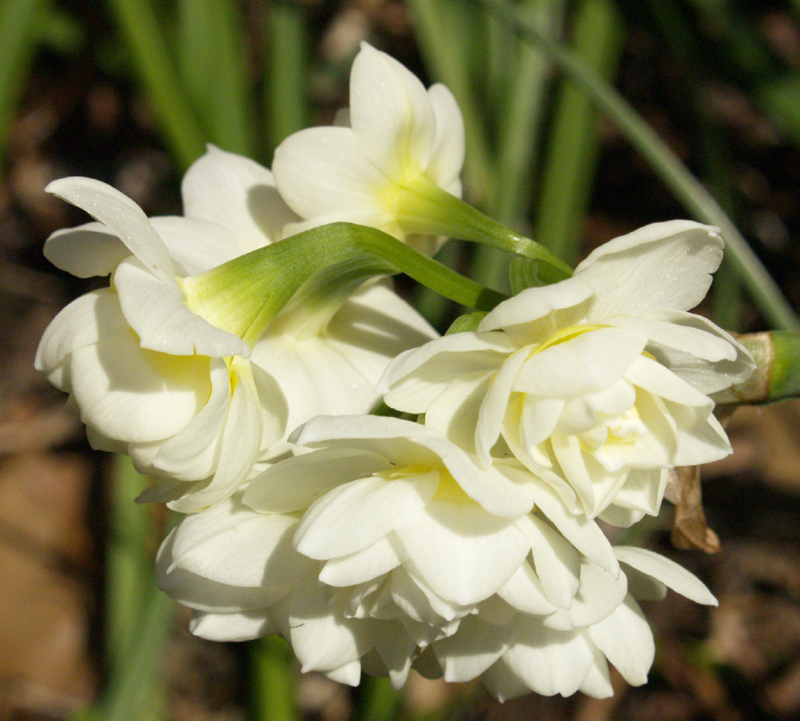 Narcissus Erlicheer