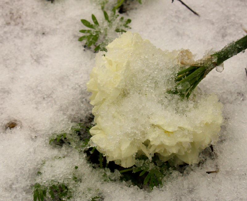Narcissus erlicheer in snow