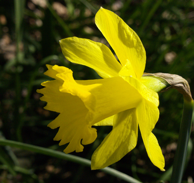 Narcissus 'Gigantic Star' 
