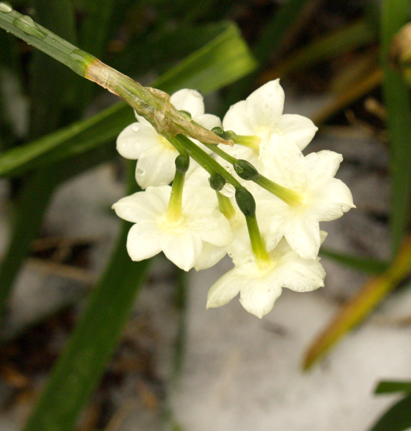 Narcissus grand primo in snow