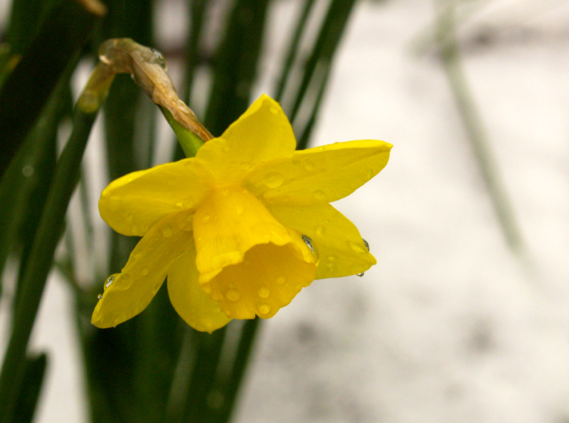 Narcissus sweetness in snow