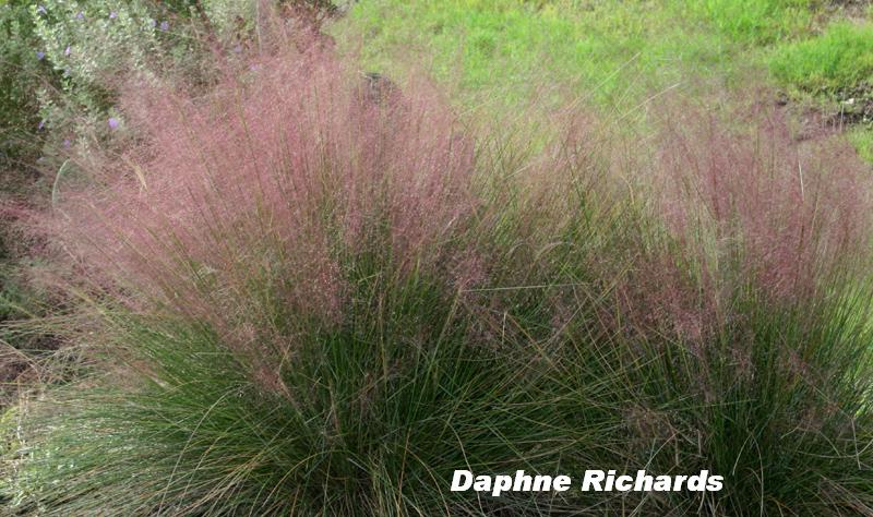 Pink muhly grass, Muhlenbergia capillaris 'Regal Mist'