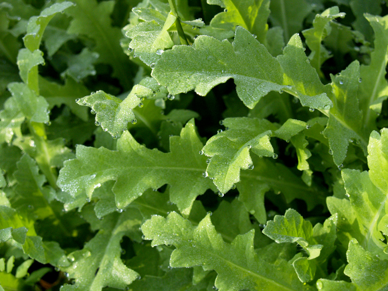Poppy foliage Poppy foliage