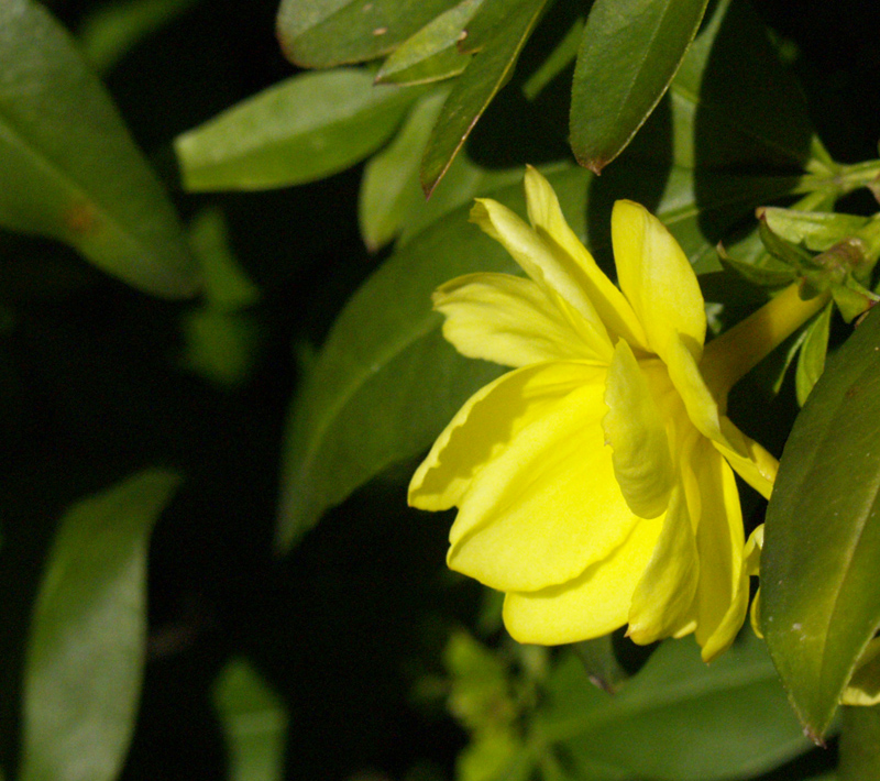 Primrose jasmine flower