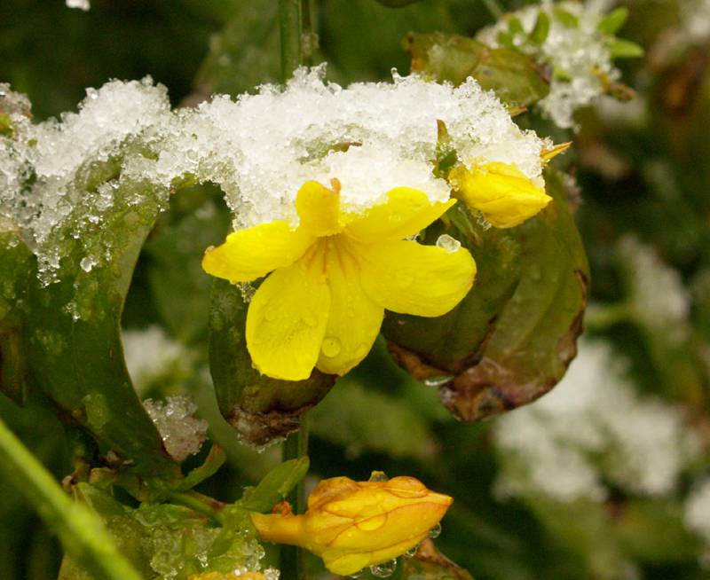 primrose jasmine in snow