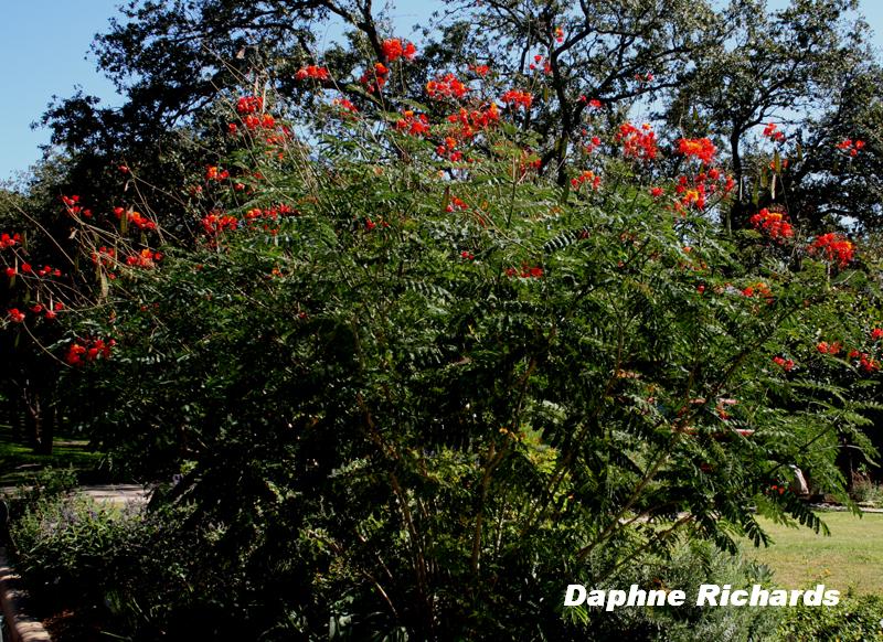 Red Bird of Paradise (Caesalpinia pulcherrima)