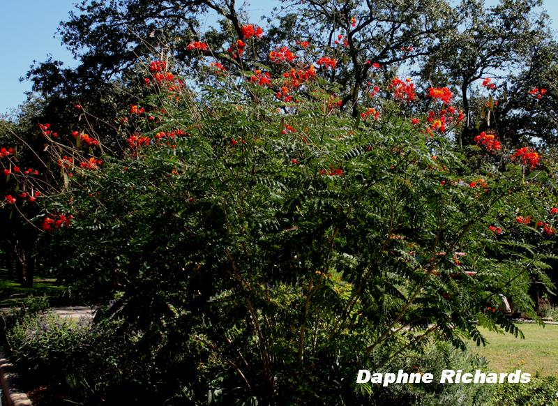 Red Bird of Paradise (Caesalpinia pulcherrima) Red Bird of Paradise (Caesalpinia pulcherrima)