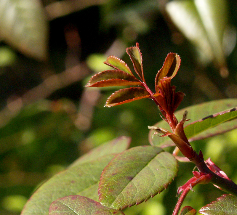 New rose leaves