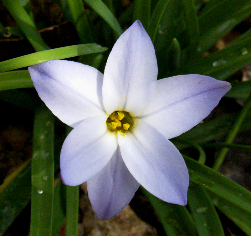 Spring star flower (Ipheion uniflorum) 
