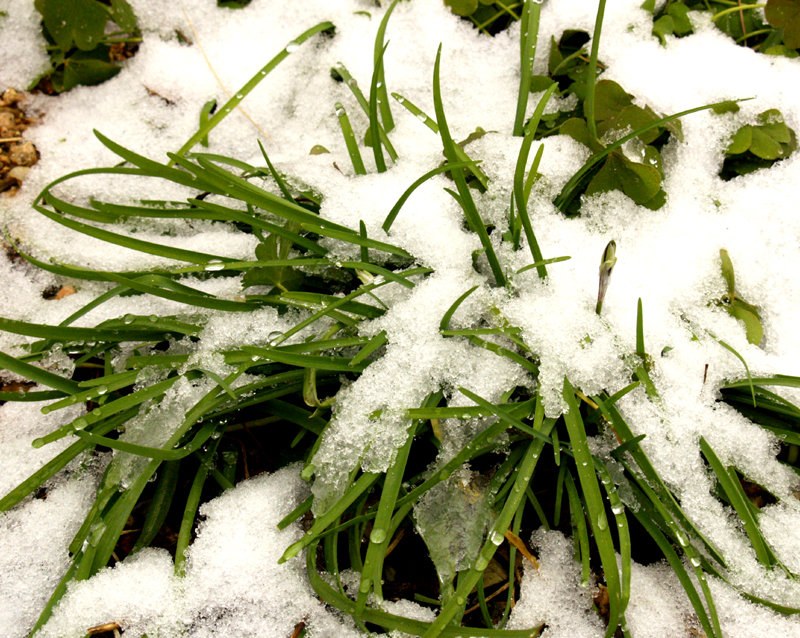 Spring star flower (Ipheion uniflorum) foliage in snow