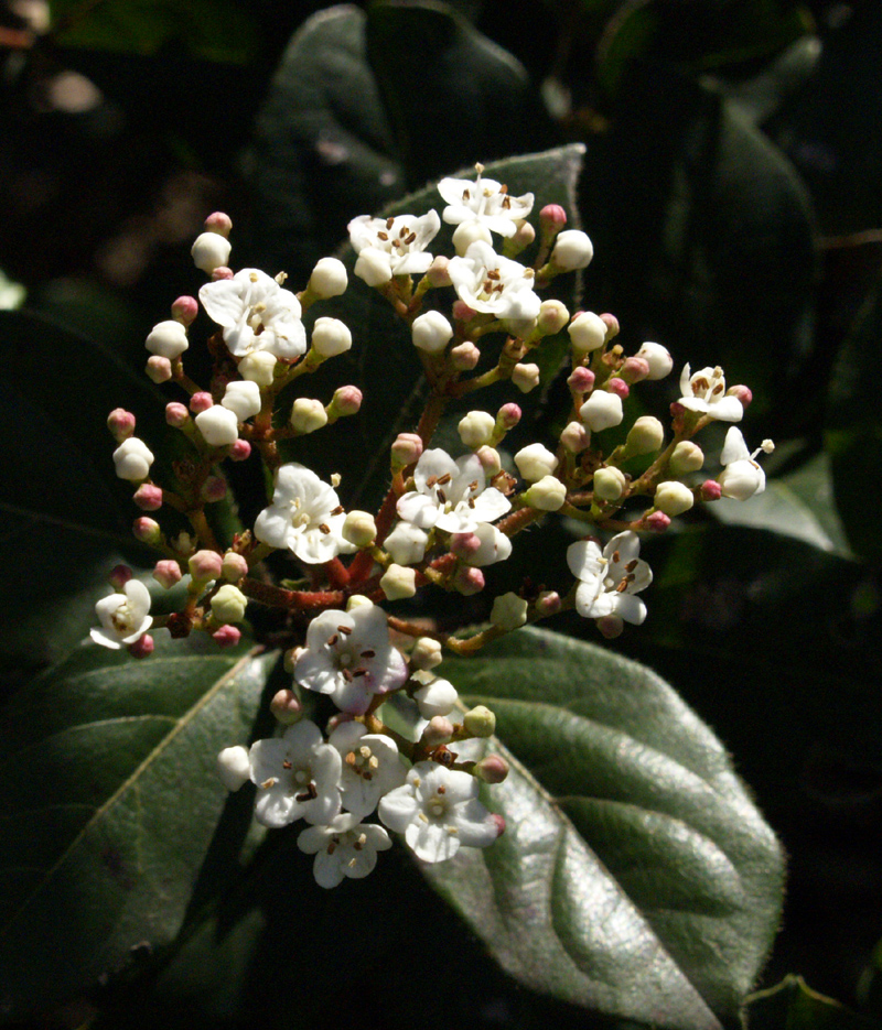 'Spring Bouquet' viburnum (Viburnum tinus) 