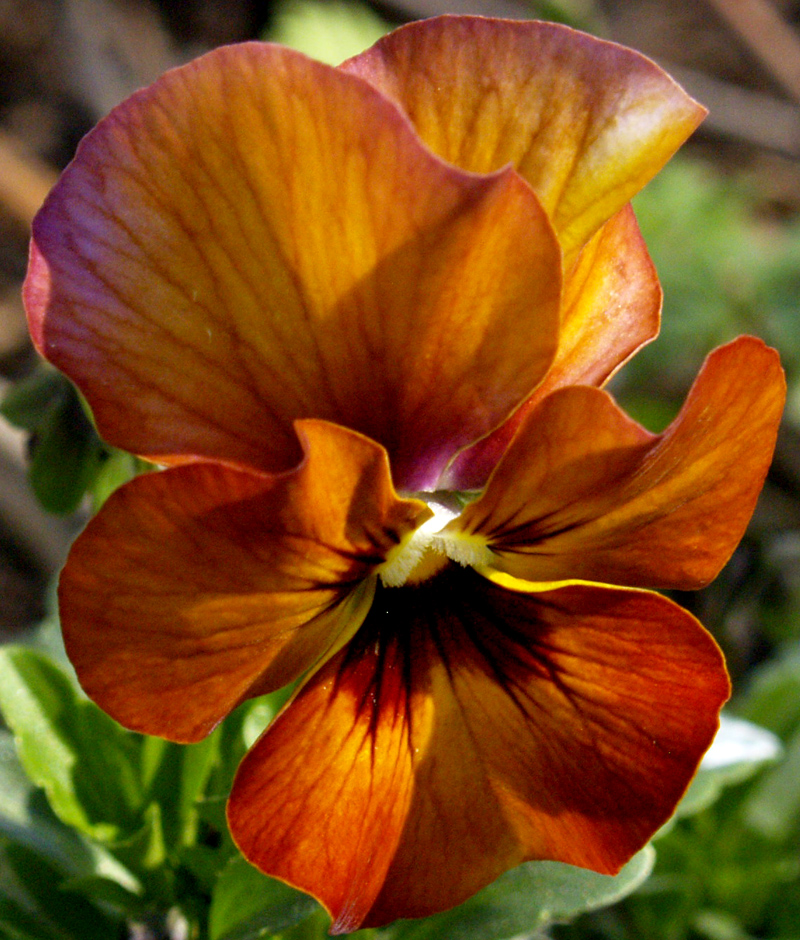 Orange viola