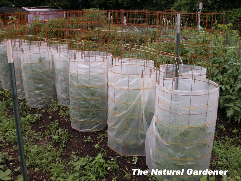 Protective cover vegetable plants Protective cover vegetable plants