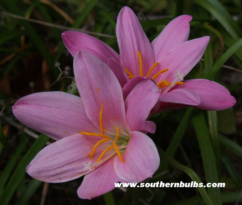 Rain lily 'Zephyranthes grandiflora'