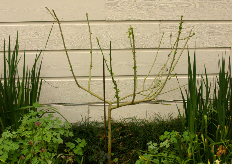 'Patrick' abutilon pruned