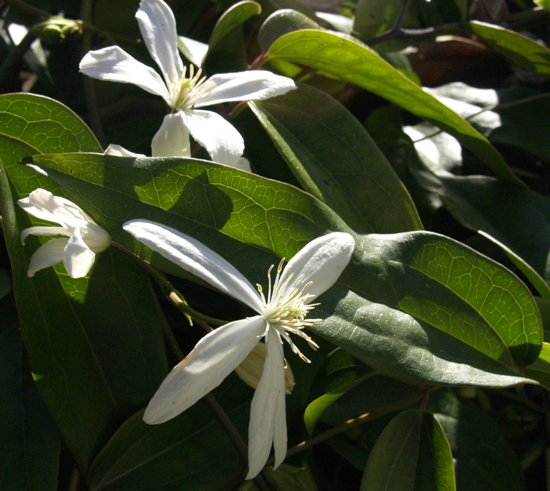 Clematis armandii 