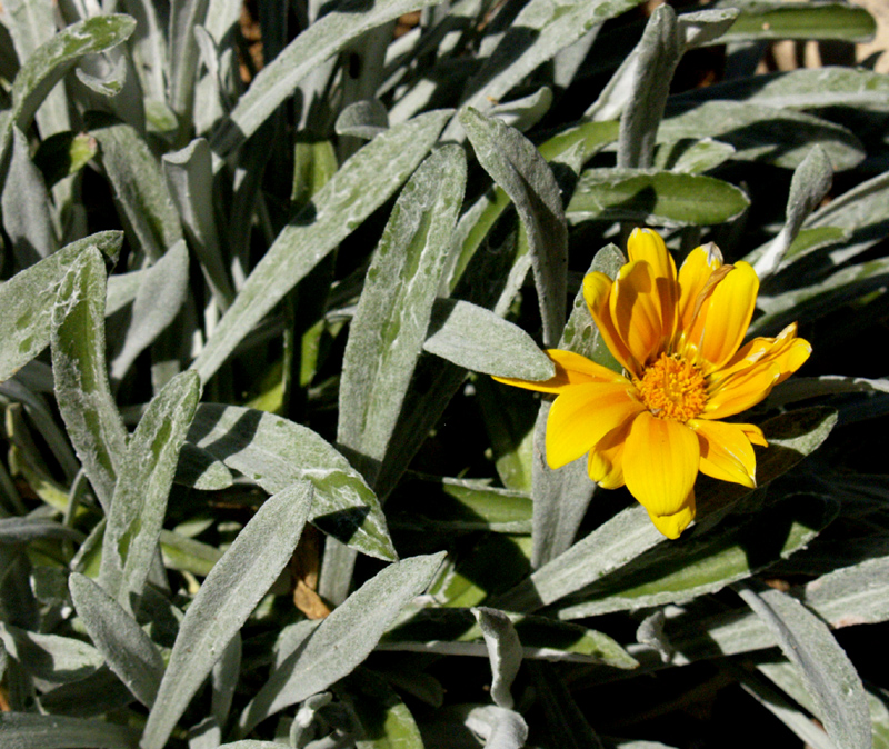 Gazania rigens Bicton Orange