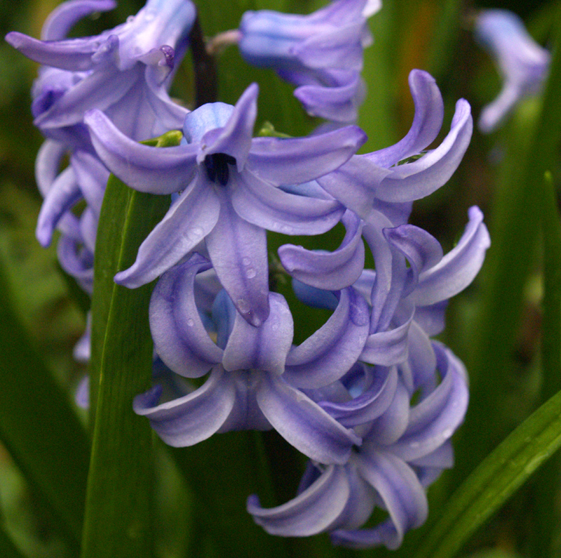 Hyacinth, Hyacinthus orientalis 'Sky Jacket'