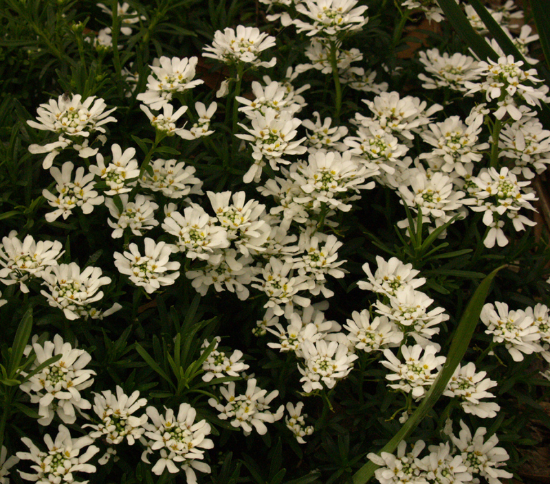 Candytuft, Iberis sempervirens Candytuft, Iberis sempervirens