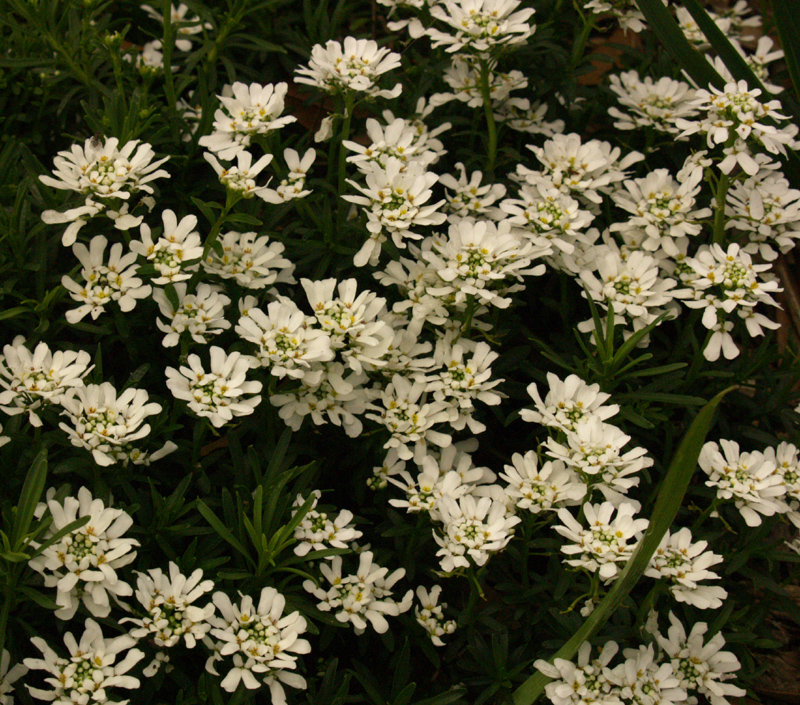 Candytuft, Iberis sempervirens