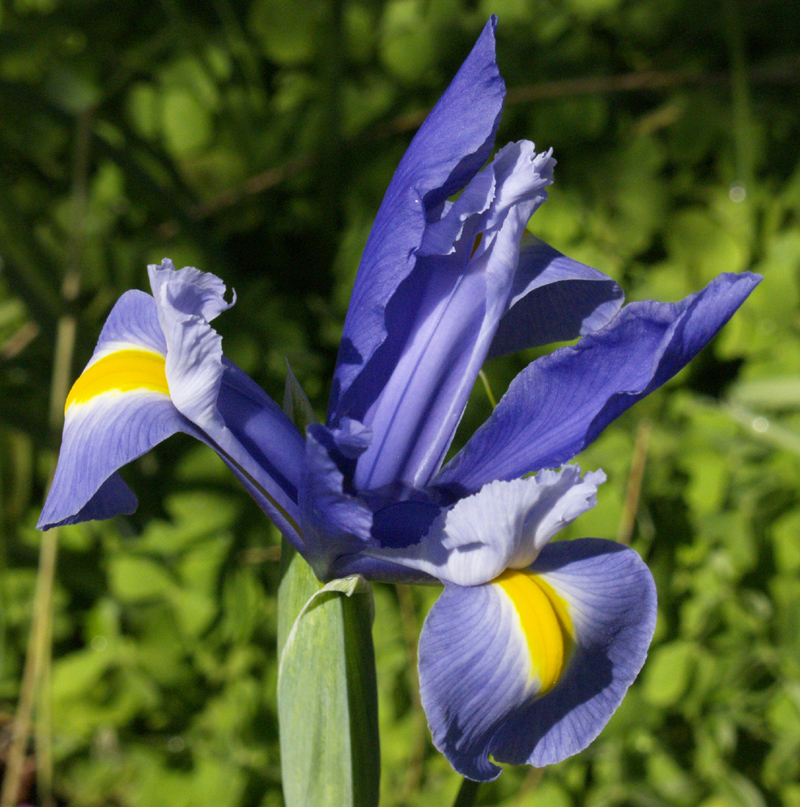 Dutch iris 