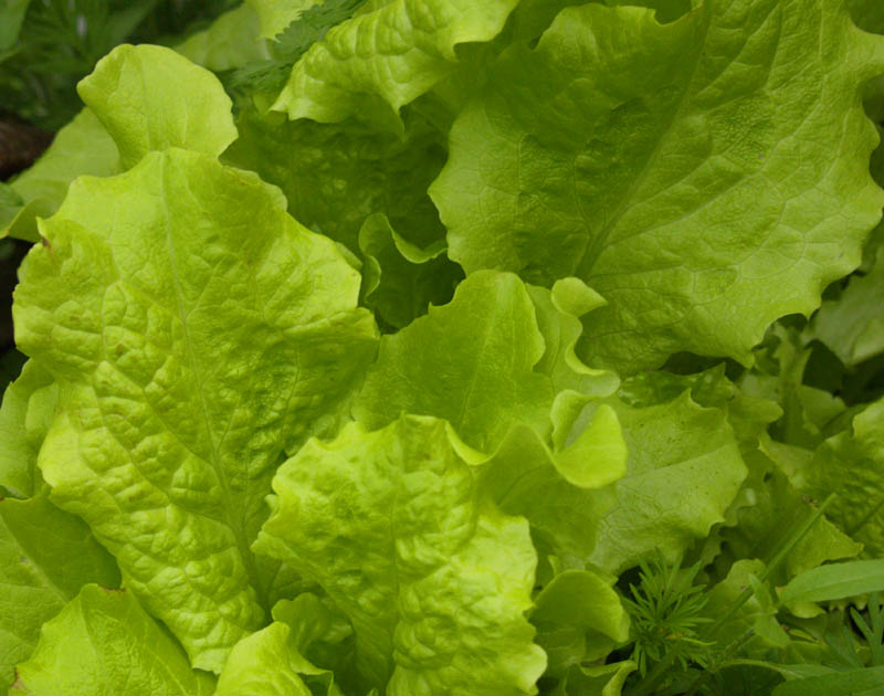 lettuce Salad Bowl 