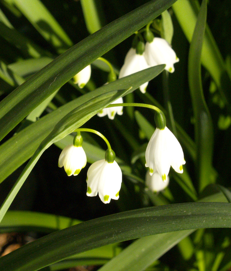 Leucojum aestivum austin texas