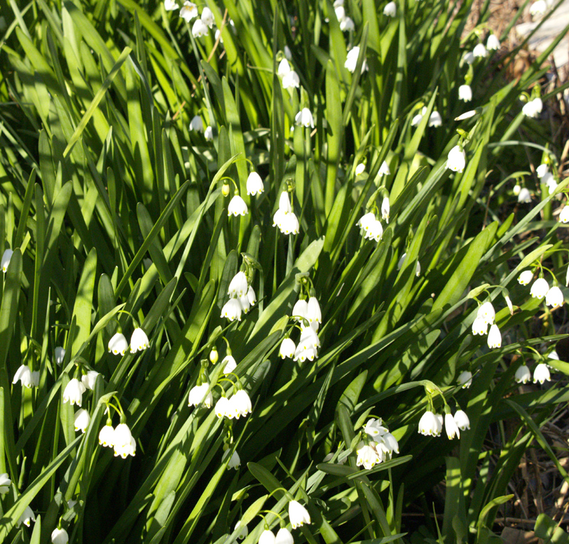 leucojums (Leucojum aestivum) Austin Texas leucojums (Leucojum aestivum) Austin Texas