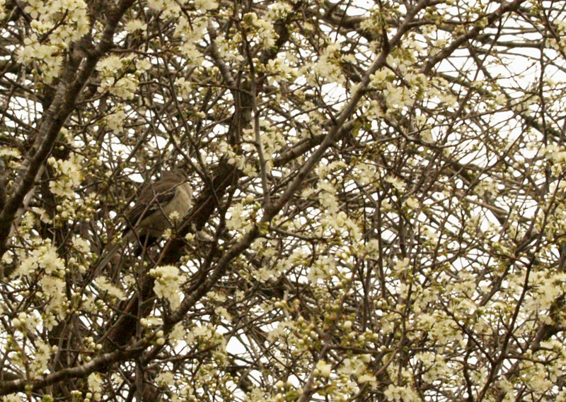 Mockingbird in Mexican plum