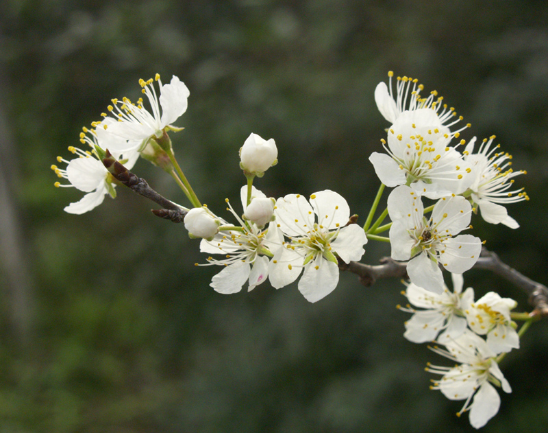 Mexican plum flowers