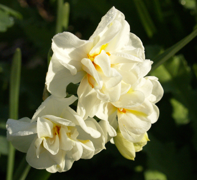Narcissus 'Abba' Narcissus 'Abba'