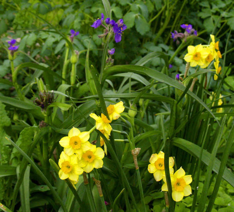 Narcissus falconet with spiderwort Tradescantia gigantea