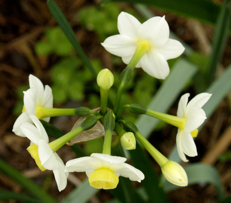 Narcissus